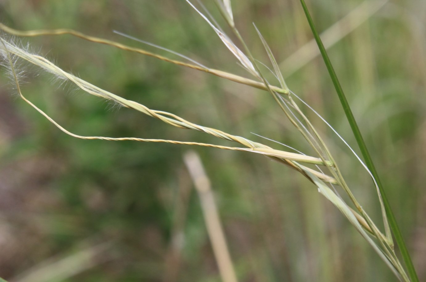 Image of Stipa pennata specimen.