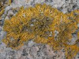 Rusavskia sorediata