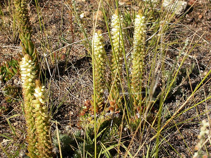 Изображение особи Orostachys spinosa.