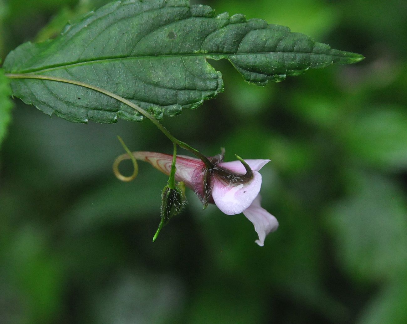 Image of genus Impatiens specimen.