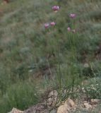 Allium inderiense