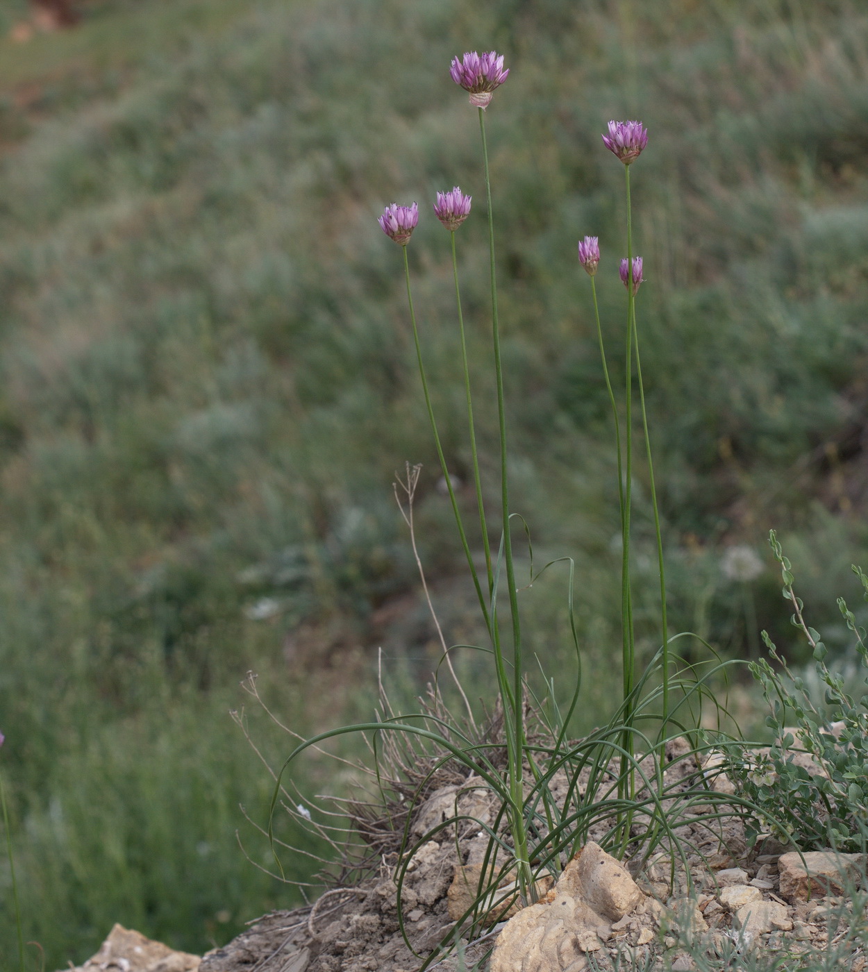 Изображение особи Allium inderiense.