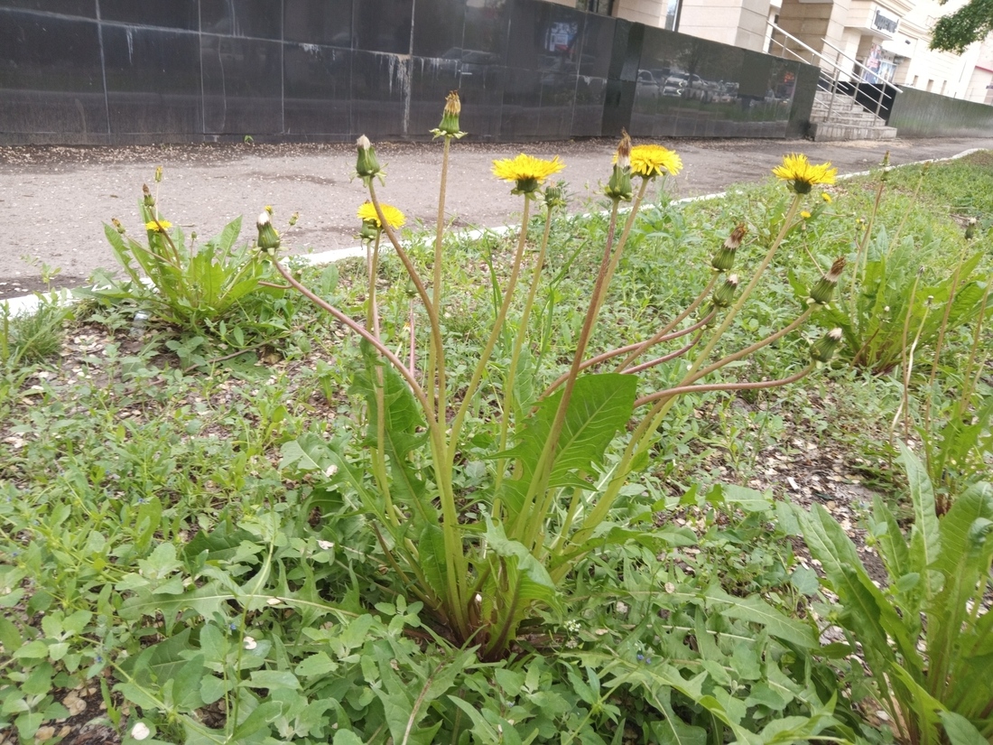 Image of genus Taraxacum specimen.