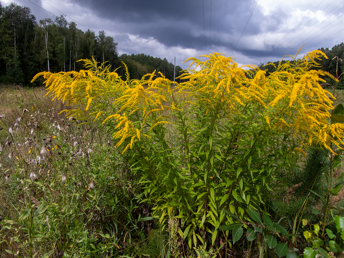 Изображение особи Solidago canadensis.