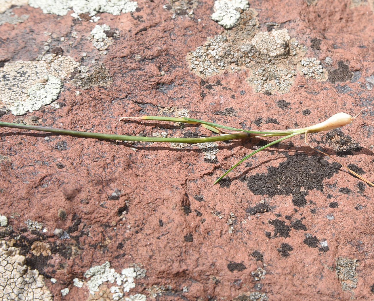 Изображение особи Poa bulbosa ssp. vivipara.