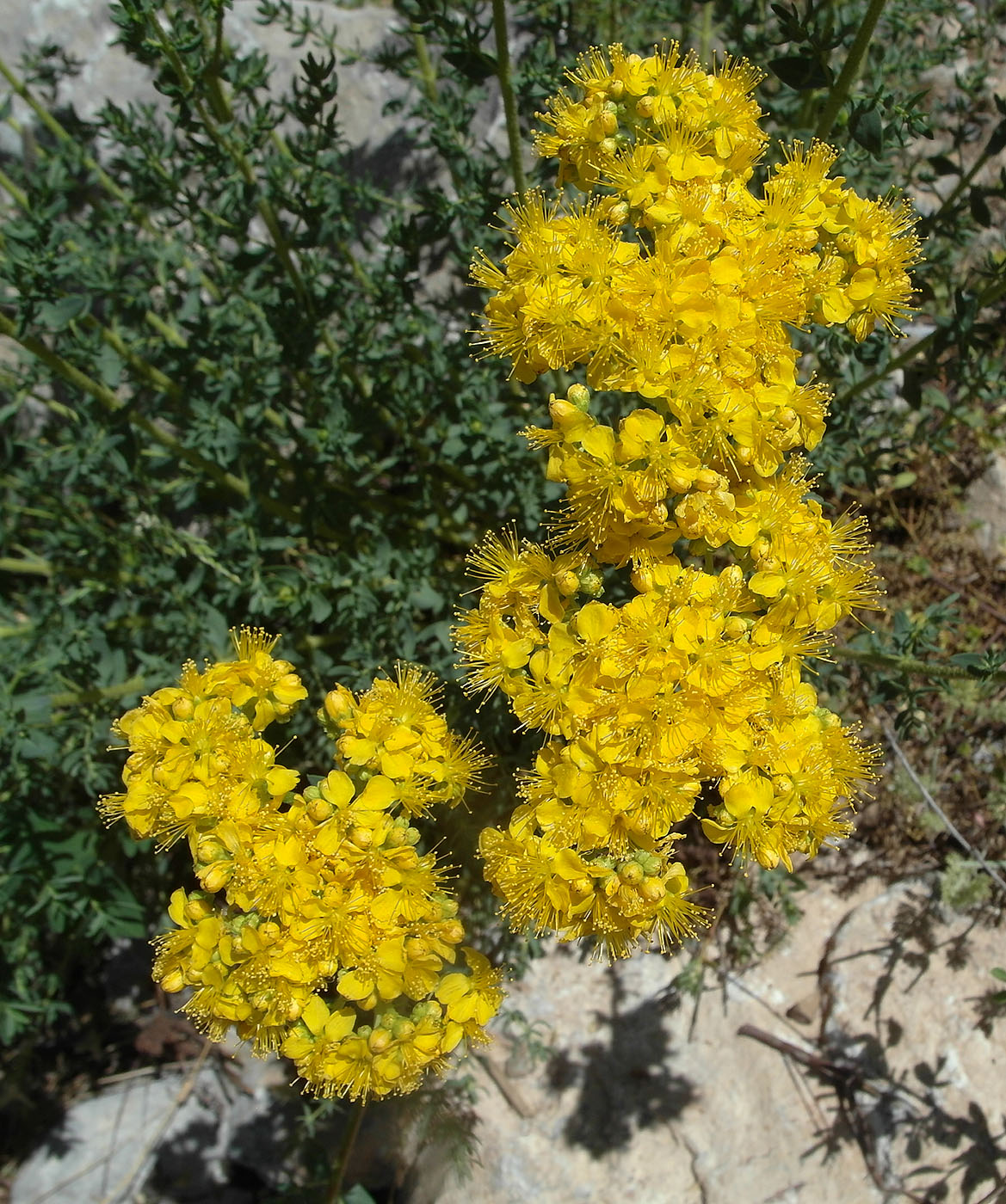 Изображение особи Hypericum scabrum.