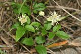 Clematis vitalba