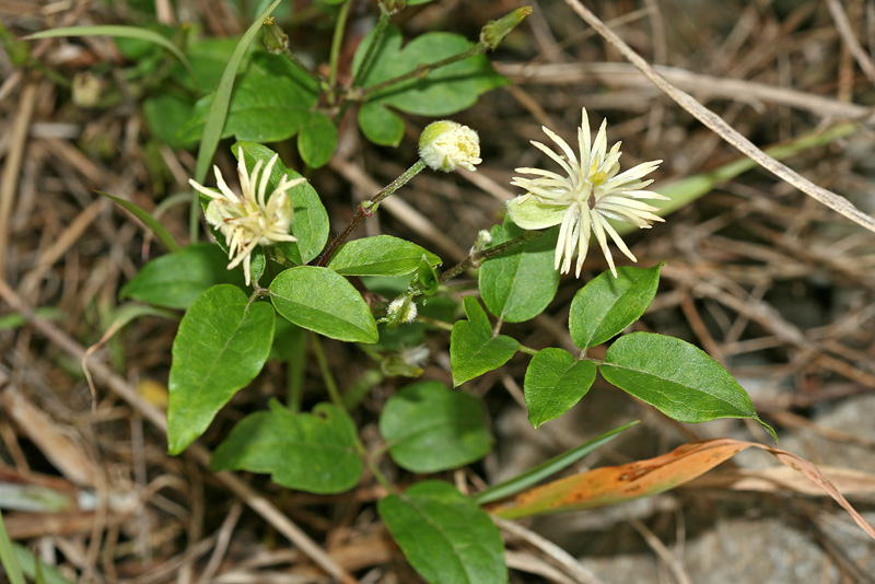 Изображение особи Clematis vitalba.