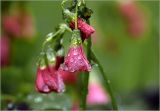 Oxalis tetraphylla