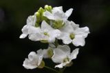 Armoracia rusticana