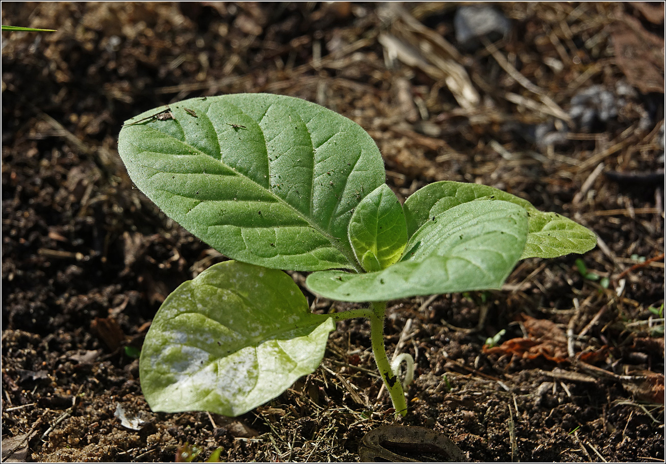 Image of Nicotiana tabacum specimen.