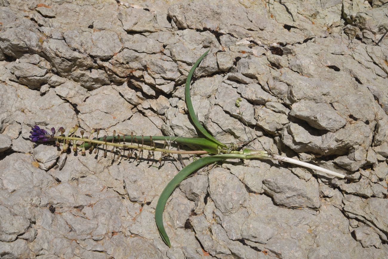 Image of Leopoldia caucasica specimen.
