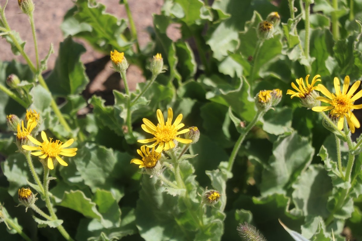 Изображение особи Senecio taraxacifolius.