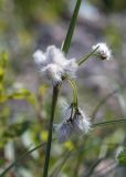 Eriophorum angustifolium