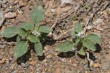 Heliotropium ellipticum