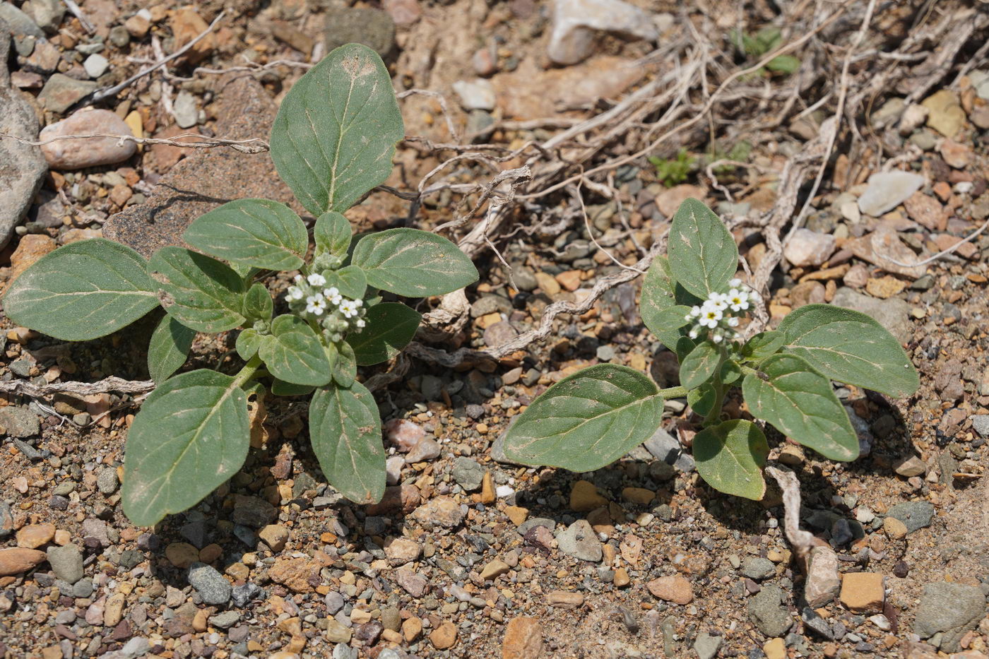 Image of Heliotropium ellipticum specimen.