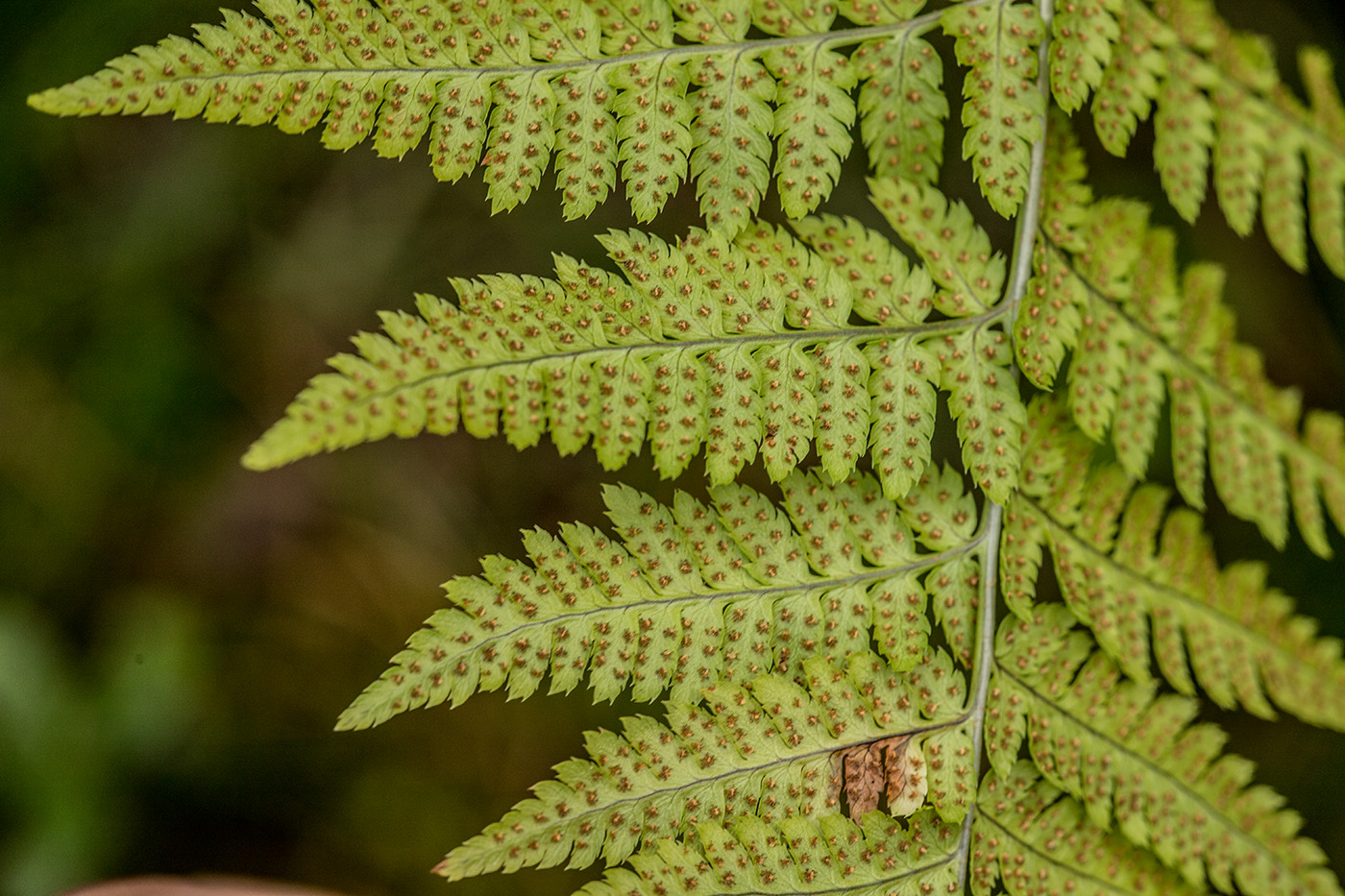 Изображение особи Dryopteris carthusiana.