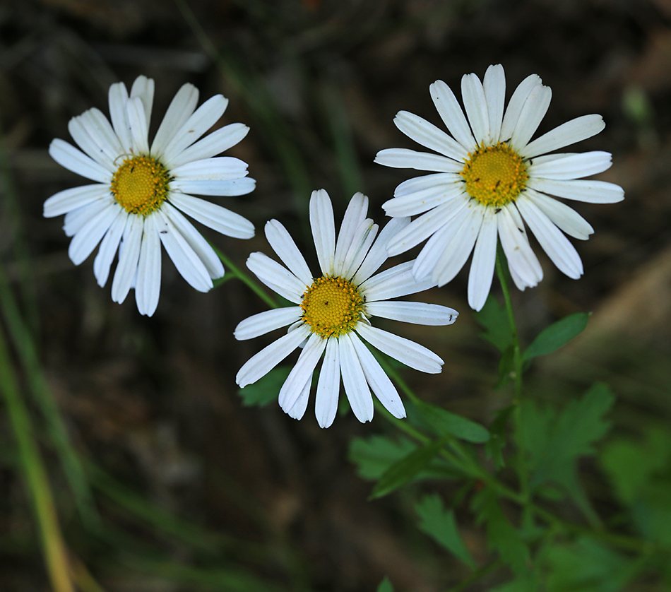 Изображение особи Chrysanthemum naktongense.