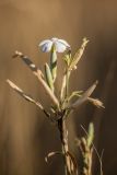 genus Dianthus
