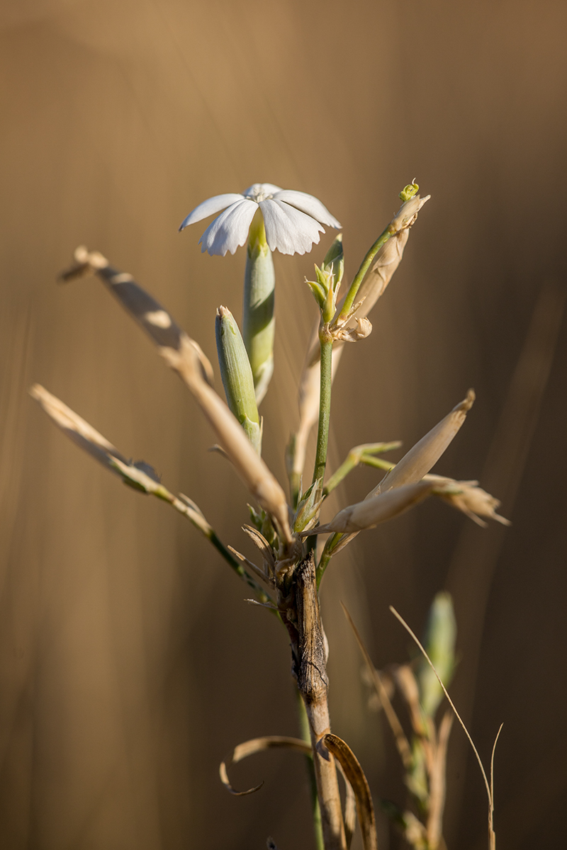 Image of genus Dianthus specimen.