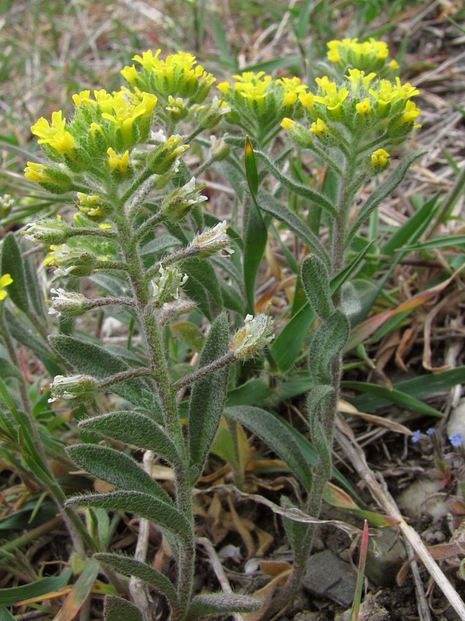 Image of Alyssum hirsutum specimen.