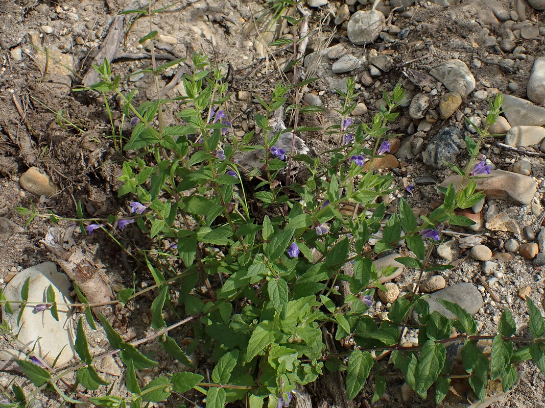 Изображение особи Scutellaria galericulata.