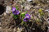 Primula auriculata
