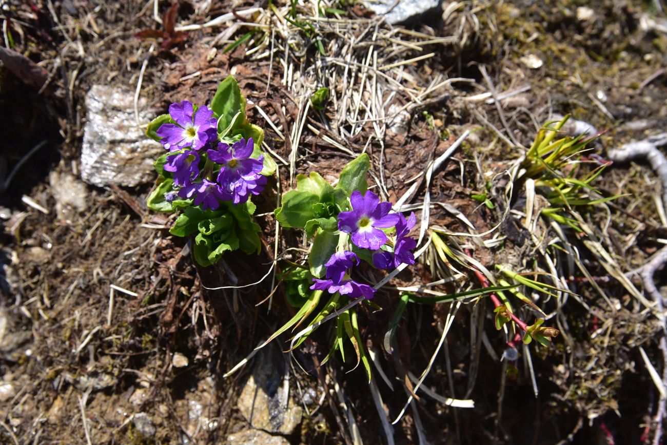 Изображение особи Primula auriculata.