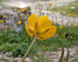 род Ranunculus. Верхушка побега с цветком. дыгея, Кавказский биосферный запов., гора Оштен, высокогорное плато на юго-восточном склоне горы, ≈ 2200 м н.у.м., крупнокаменистая россыпь. 13.08.2016.