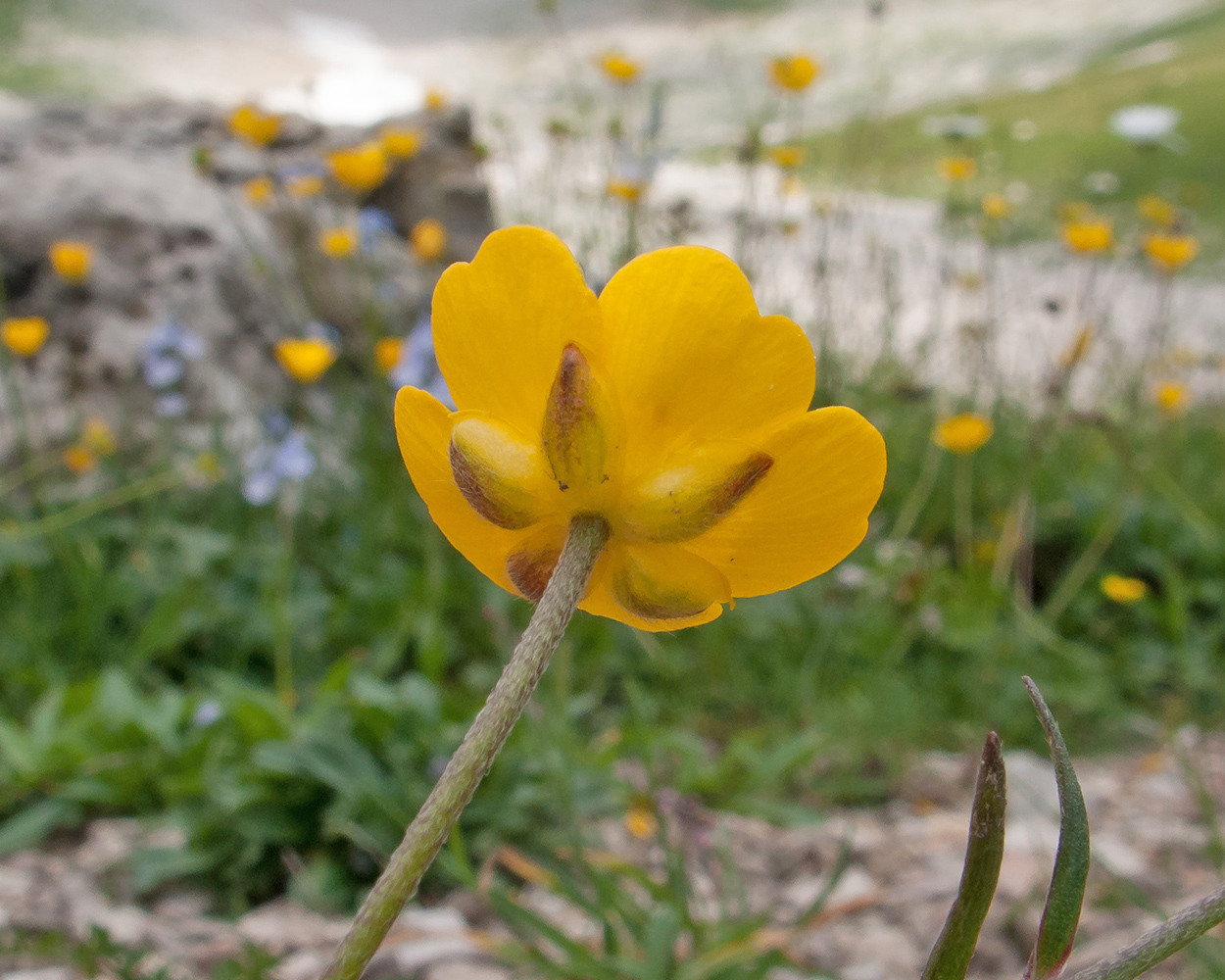 Image of genus Ranunculus specimen.