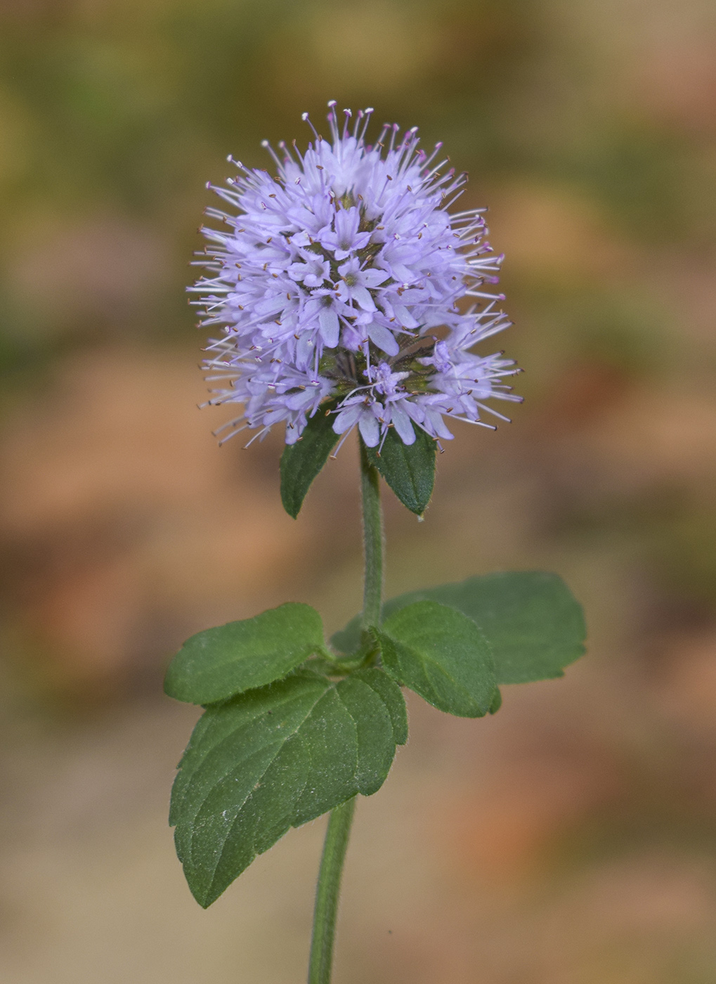 Изображение особи Mentha aquatica.