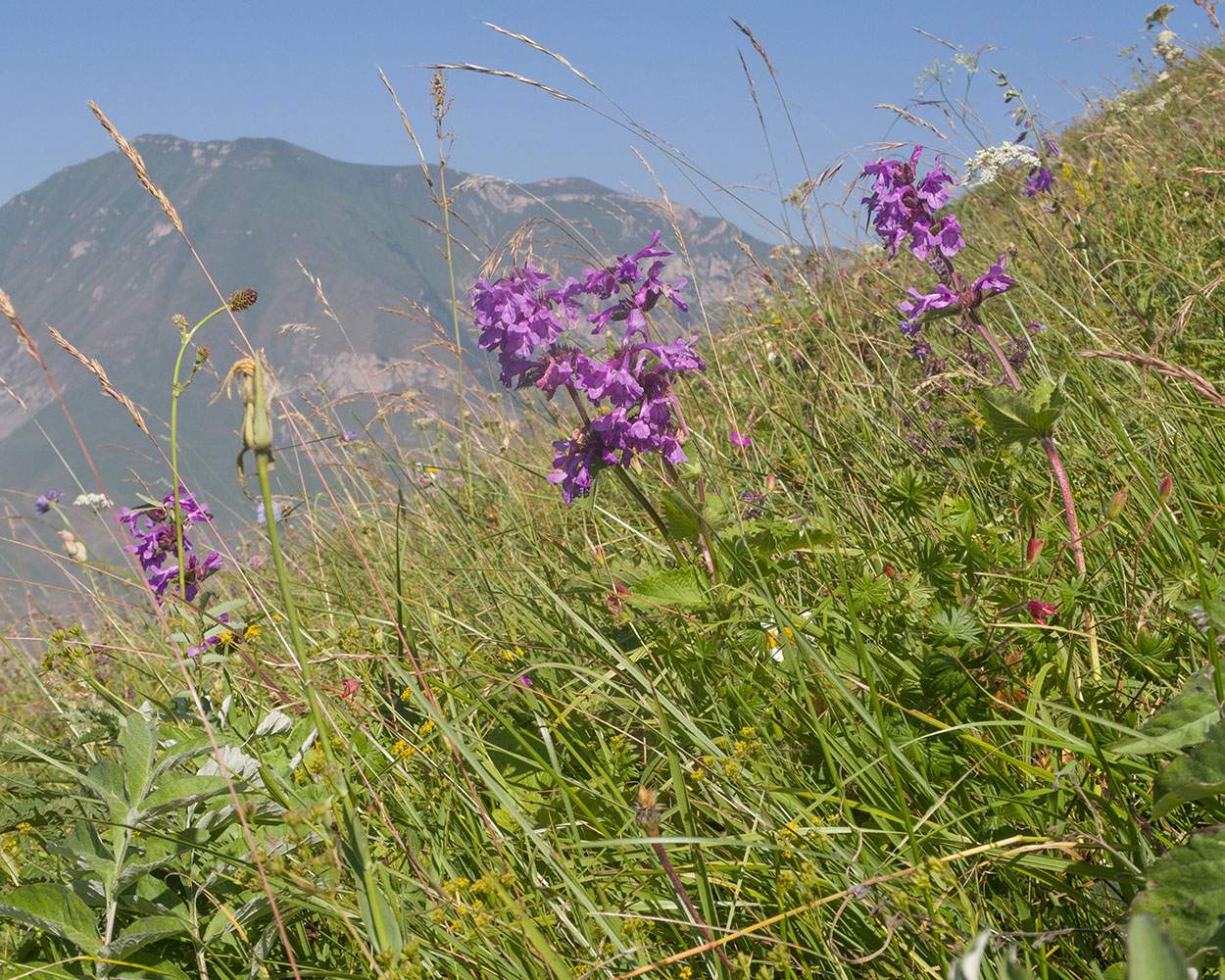 Изображение особи Betonica macrantha.
