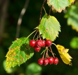 genus Crataegus. Верхушка веточки с соплодиями и листьями в осенней окраске. Пермь, Свердловский р-н. 21 сентября 2024 г.