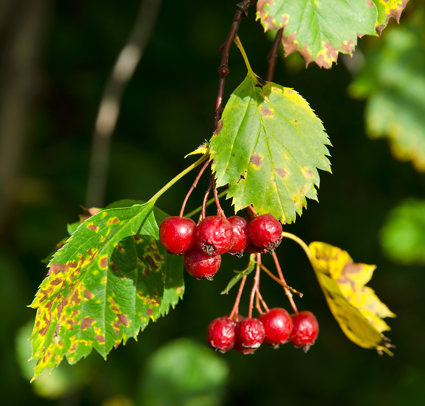 Image of genus Crataegus specimen.