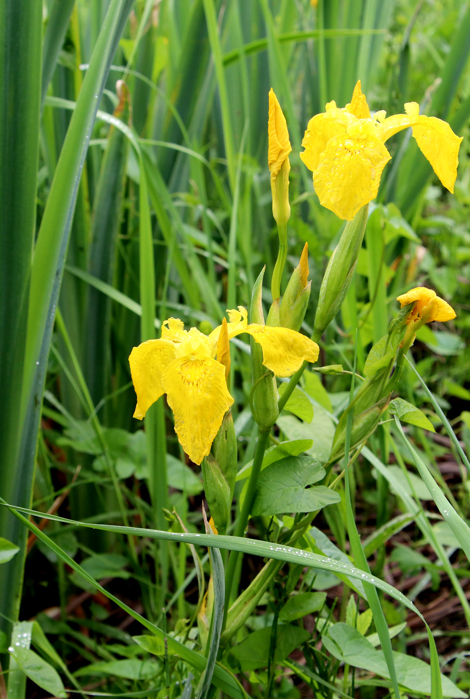 Изображение особи Iris pseudacorus.