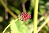 Sanguisorba officinalis