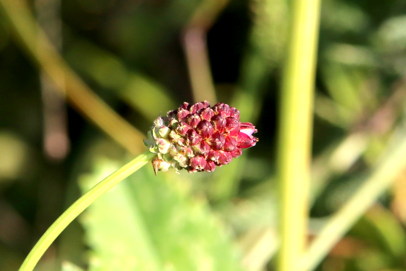 Image of Sanguisorba officinalis specimen.
