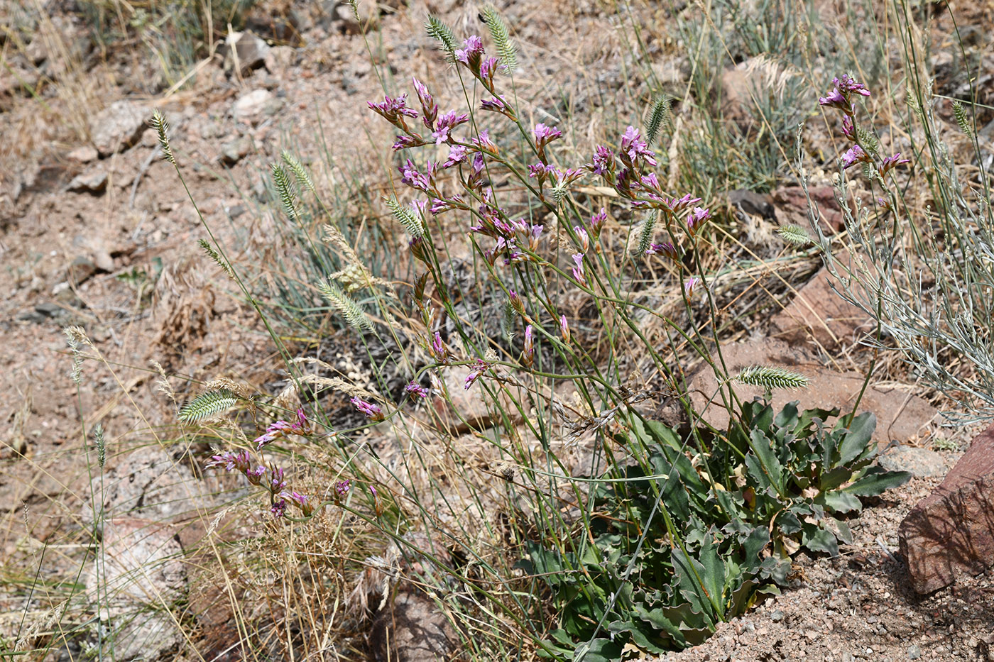 Изображение особи Ikonnikovia kaufmanniana.