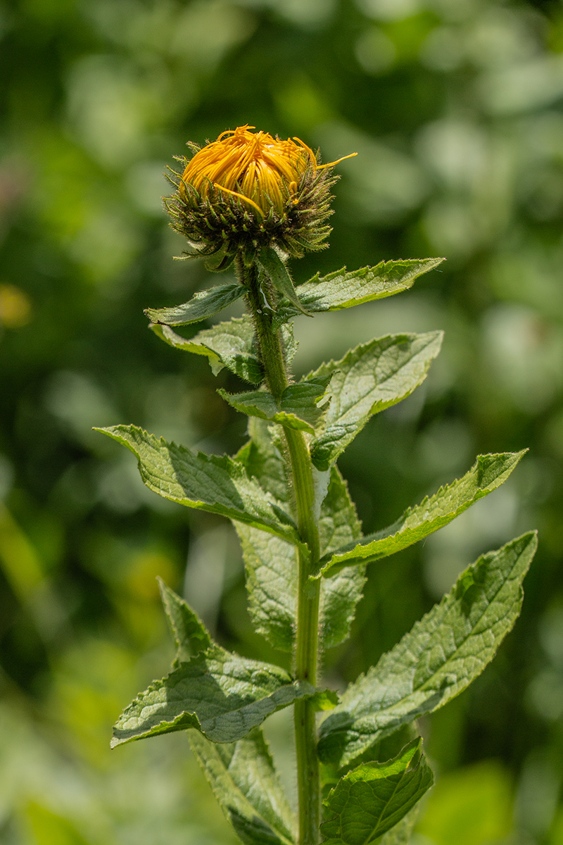 Image of Inula orientalis specimen.