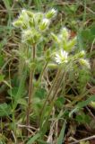 Cerastium brachypetalum подвид tauricum. Цветущие растения. Крым, Севастополь, окр. м. Фиолент. 11 апреля 2009 г.