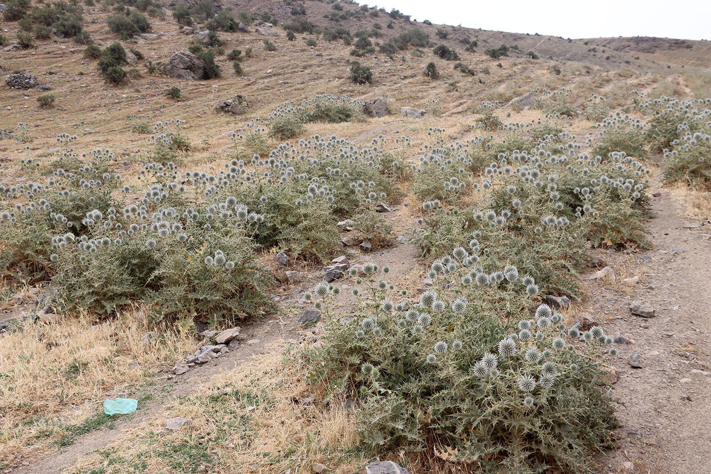 Изображение особи Echinops maracandicus.