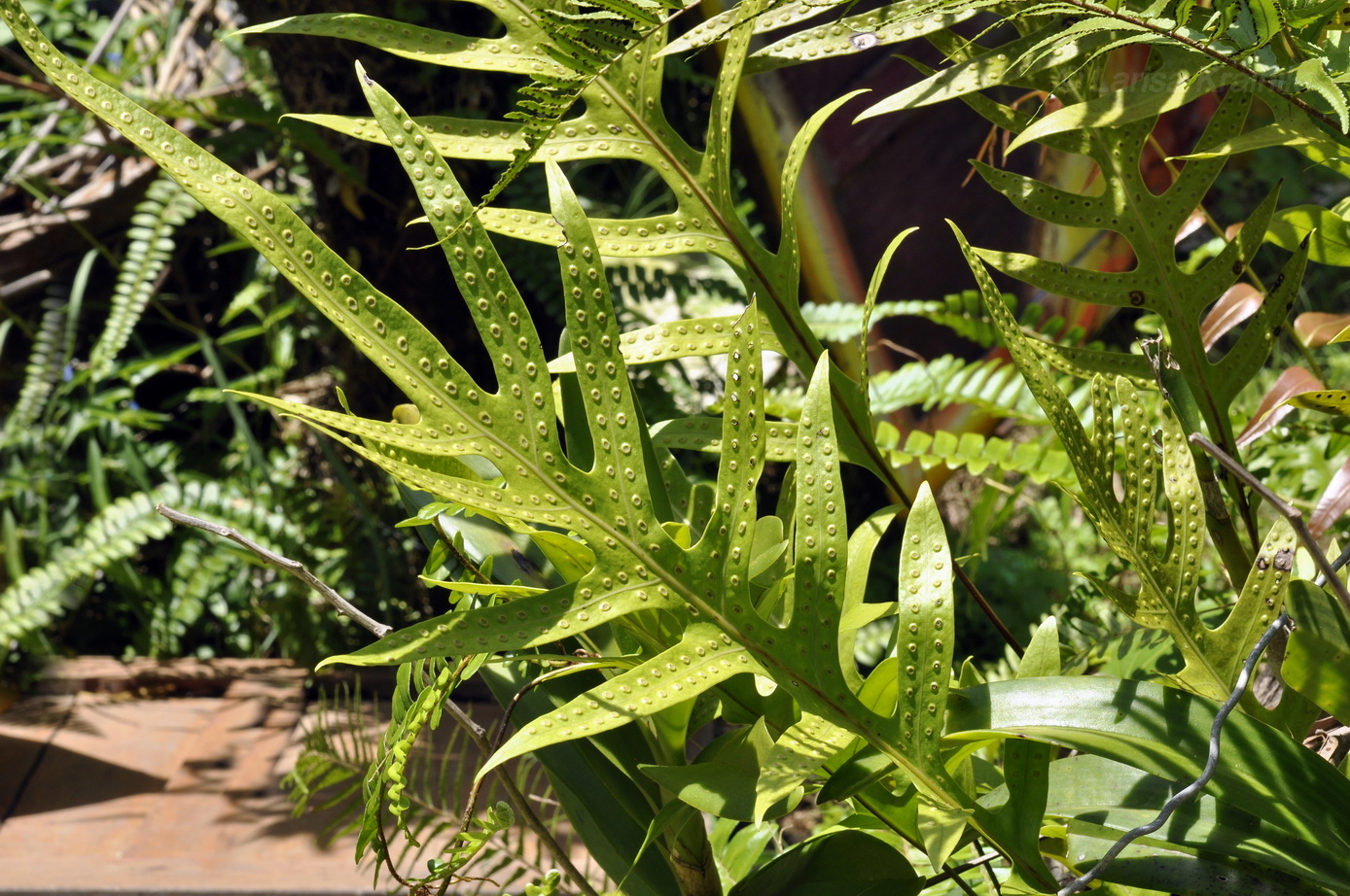 Изображение особи класс Polypodiopsida.