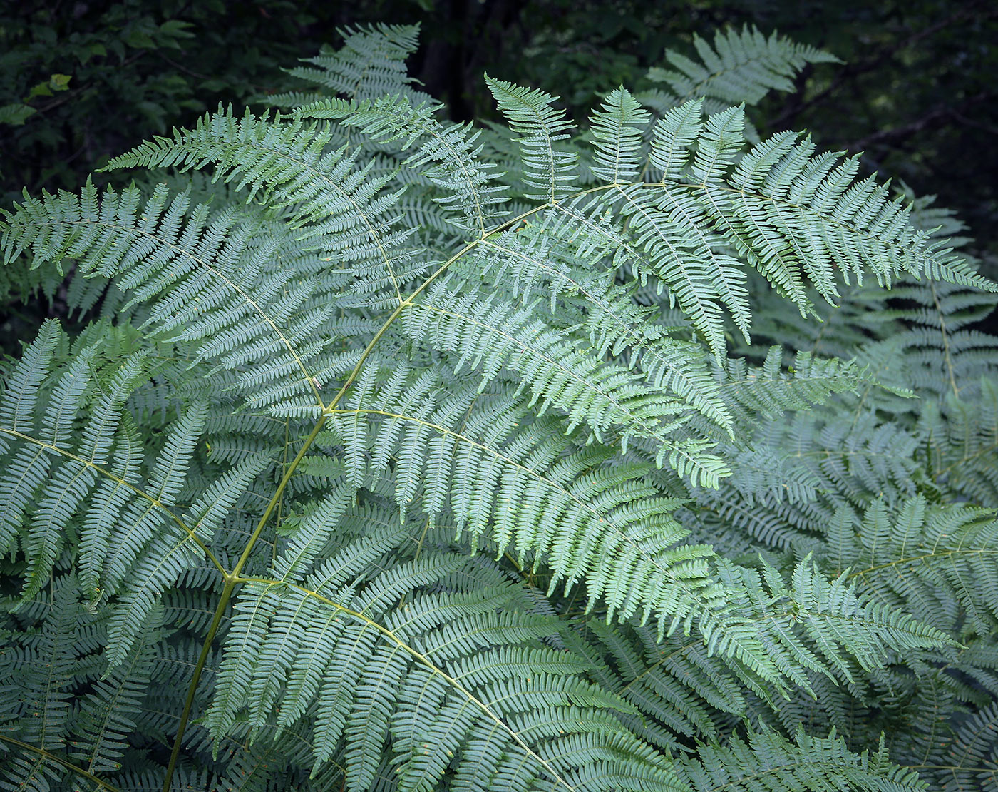Image of Pteridium tauricum specimen.
