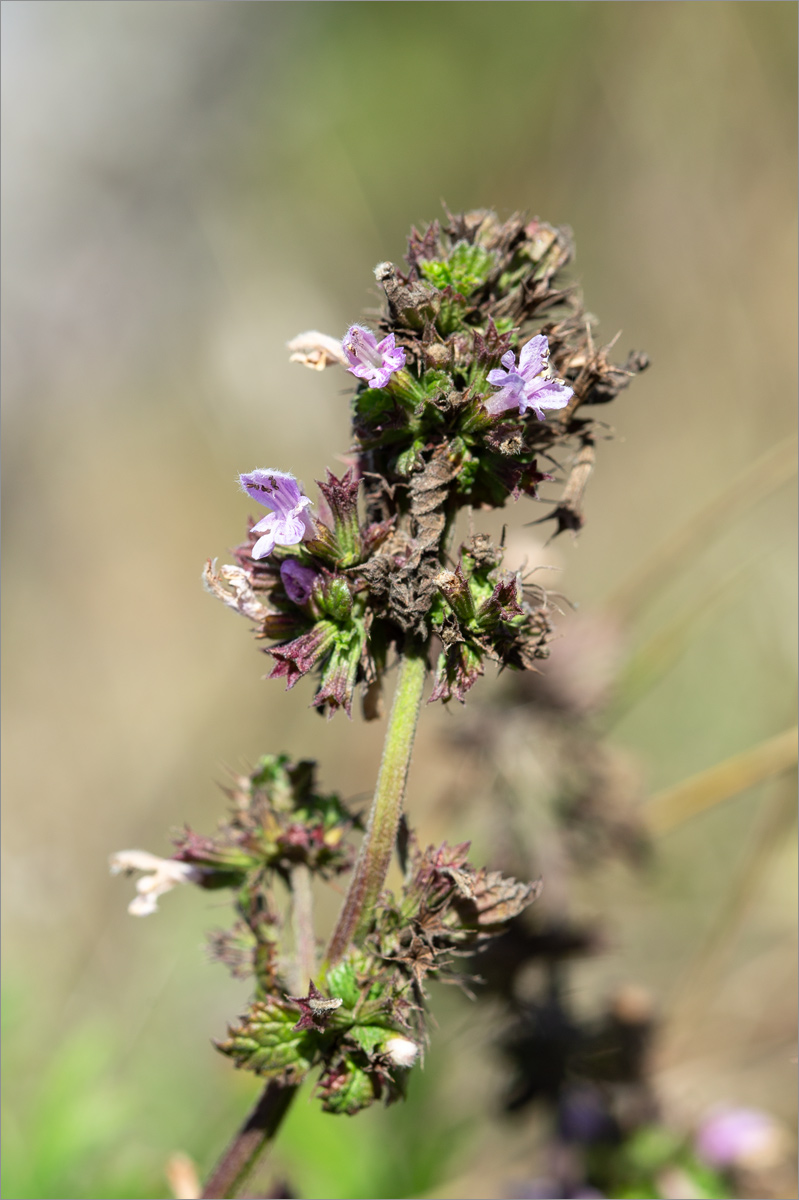 Image of familia Lamiaceae specimen.