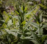 Gentiana schistocalyx. Верхушка вегетирующего растения. Абхазия, Гудаутский р-н, Рицинский реликтовый национальный парк, хр. Авадхара, дол. р. Авадхара, хвойно-широколиственный лес, берег ручья. 1600 м н.у.м. 09.06.2025.