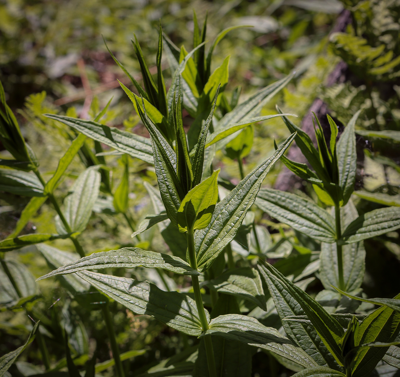 Image of Gentiana schistocalyx specimen.