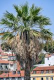 Washingtonia robusta. Крона цветущего растения. Португалия, г. Лиссабон, в культуре. 04.08.2025.