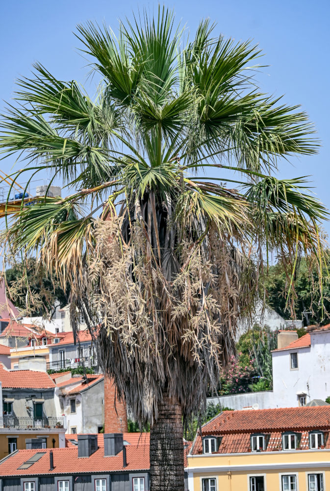 Изображение особи Washingtonia robusta.