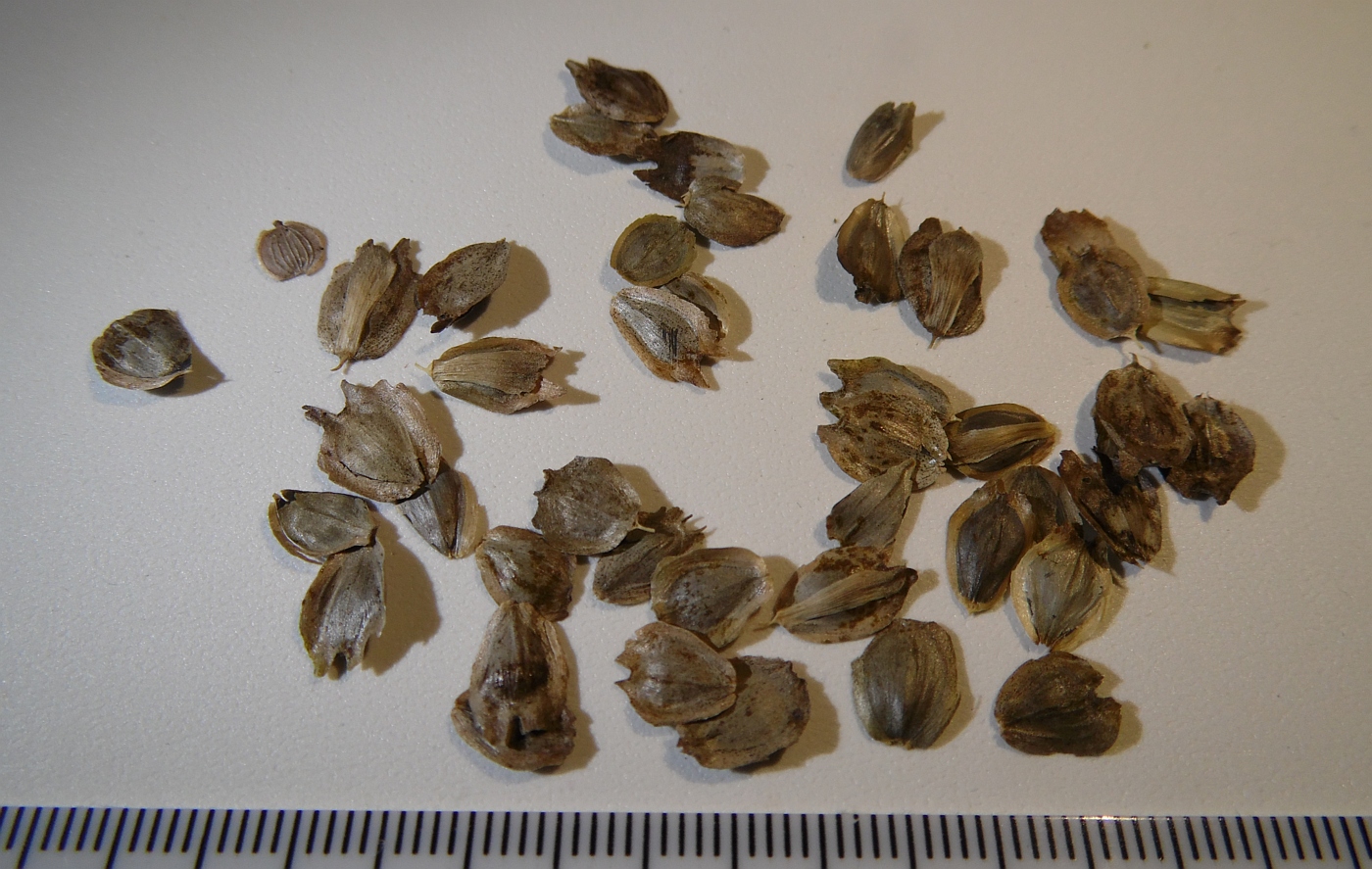 Image of Silphium integrifolium specimen.