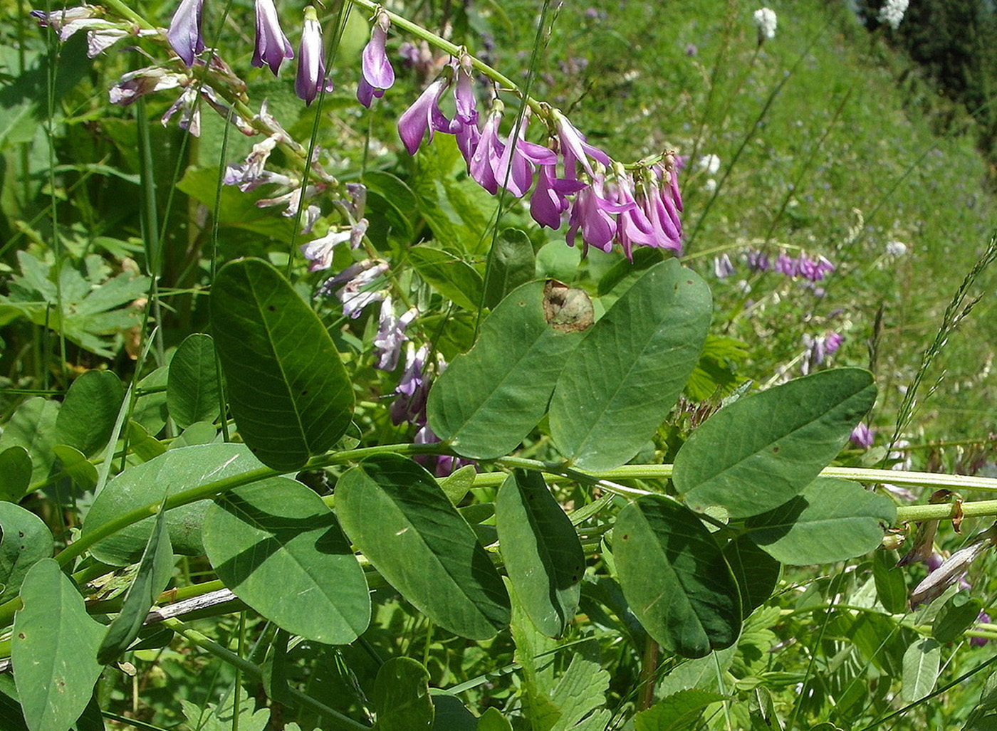 Image of Hedysarum neglectum specimen.